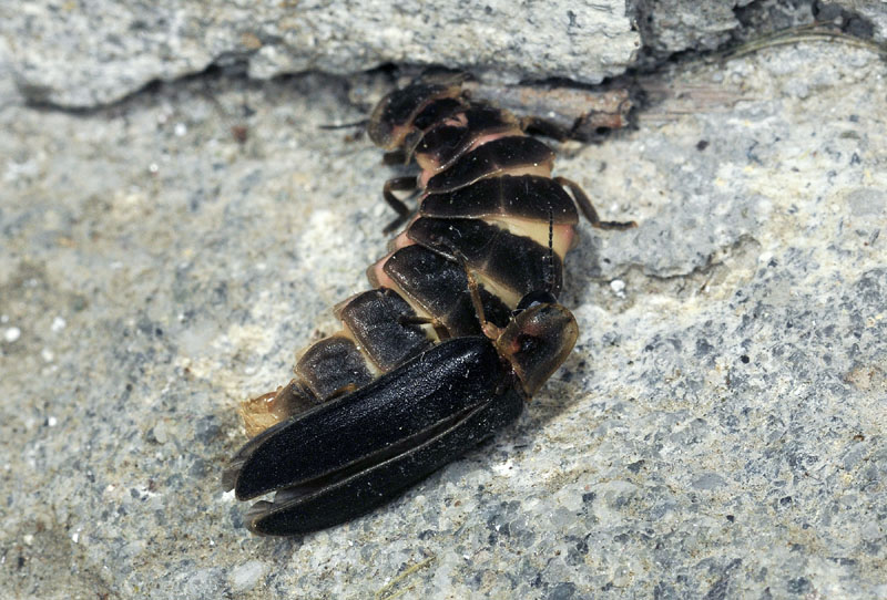 Accoppiamento di lucciole Lampyris sp.